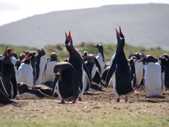 Gentoo penguin colony; Carcass Island
