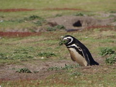 Magellanic penguins build burrows for nesting with sticks, feathers, dry weed or any available material. We watched as this penguin tirelessly trekked back and forth with nesting materials