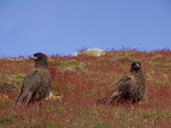 Two striated caracaras (also known as "Johnny Rook") check us out to see if we have anything worthwhile to steal. They are scavengers and particularly like the color red. Don't leave anything of value out as they have no fear of humans