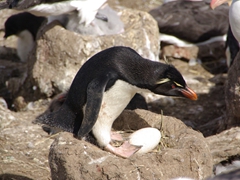 This cheeky rockhopper decided to "adopt" a black browed albatross egg; Steeple Jason