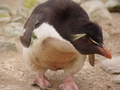A curious rockhopper penguins creeps up close to have a better look at us; New Island Settlement