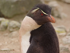"Are you checking me out?" Rockhopper posing for us at New Island Settlement