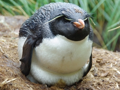 A wet rockhopper penguin keeps its egg warm and dry the best it can; West Point Island