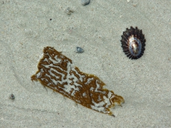 Seaweed and seashell on Leopard Beach; Carcass Island