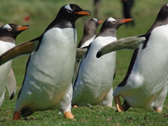A gentoo penguin formation; Carcass Island