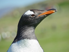 Profile of a gentoo penguin