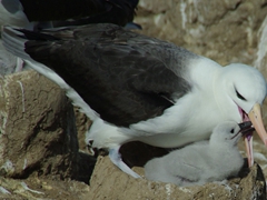 An albatross parent feeding its chick; Steeple Jason Island
