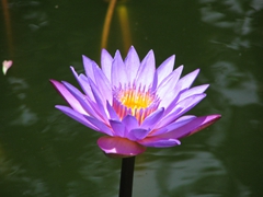 Blue Lily, aka "Nil Mahanel" (Sri Lanka's national flower)