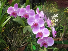 Beautiful orchids on display at the Royal Botanical Gardens, Kandy