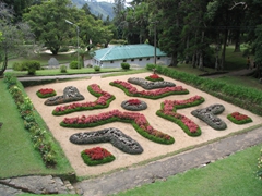 Lovely display at Hakgala Botanical Gardens