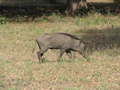 Wild boar, Yala National Park