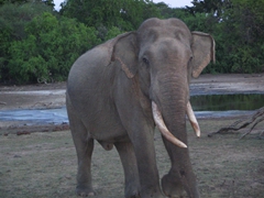 A wild elephant checks us out; Yala National Park