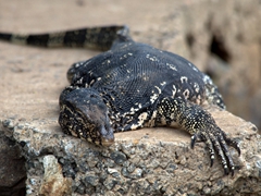 Close up view of a large water monitor, which is the most widespread lizard in Sri Lanka; Lake Ratgama