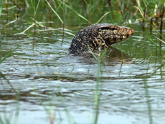 Water monitor lizards can remain submerged for up to 30 minutes, and they are quite common in Sri Lanka; Lake Ratgama
