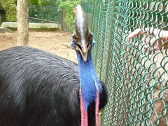 A curious cassowary makes eye contact to see if we have brought along any food; Dehiwala Zoo