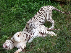 A pair of white Bengal tigers wrestle around at the Dehiwala Zoo