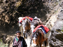 Bringing horses down down from the 'Tiger's Nest' for the next tourist group
