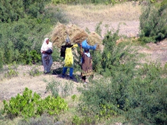 Ladies carrying loads of bundled grass, Rohtas Fort