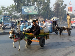 Donkey carts and tuk-tuks...what better city transport?