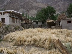 Bundles of hay are collected and stacked in bundles; Chakhchun Village