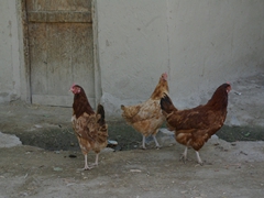 When we first arrived to Keris, this was all the excitement to be had...3 chickens eyeballing us suspiciously