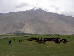 A field of cattle; just outside Gulab Pur