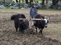 Choutron Hot Springs is a 2 hour drive from Gulab Pur. Along the way, we stopped to check out this farmer