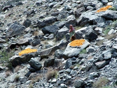 A woman laying out apricots to sun dry