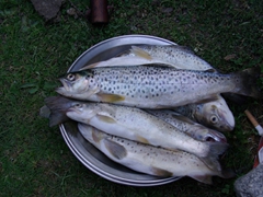 Soon we have a plateful of trout. We are getting excited about dinner!
