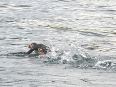A puffin scrambles wildly to get out of our ribsafari's path

