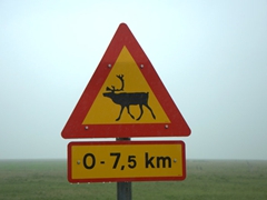 "Yield to Reindeer" traffic signs are quite common in southern Iceland