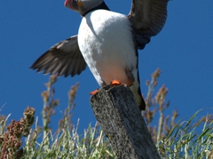 A puffin soaking up the sun with its wings outstretched;  Borgarfjörður Eystri

