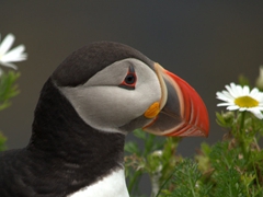 Close up portrait of a puffin;  Látrabjarg