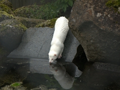 A mink gets ready for the plunge; Reykjavik Zoo