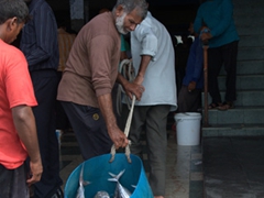 A fisherman hauling his catch up to the Malé fish market