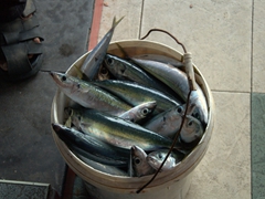 A bucketful of fish for sale; Malé fish market