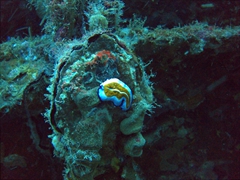 Sea slug on the Kudagiri Wreck Dive, South Male Atoll