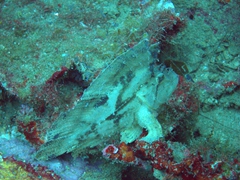 A frog fish attempts to camouflage itself on the Kudagiri Wreck Dive, South Male Atoll