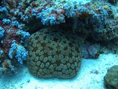 A large pin cushion starfish; Omadhoo Thila, South Ari Atoll