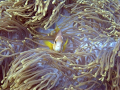 An anemonefish stares up at us; Vilamandoo Thila, South Ari Atoll