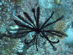 A black feather starfish; Vilamandoo Thila, South Ari Atoll