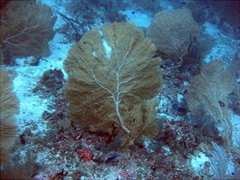 Beautiful, healthy specimens of fan coral are plentiful at Kudara Thila, South Ari Atoll