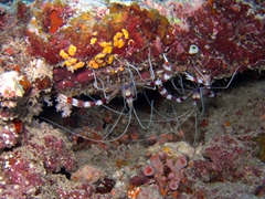 Upsidedown shrimp appear perfectly at ease; Ari Beach Beeru, South Ari Atoll