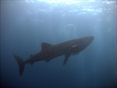 Our first glimpse of the mighty whale shark just below the surface of the sea; Ari Beach Beeru, South Ari Atoll