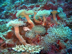 Beautiful specimens of Toadstool Mushroom Leather Coral; Angaga Thila, South Ari Atoll