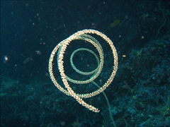 A perfect natural spiral in this wire coral; Dhigaa Thila, South Ari Atoll