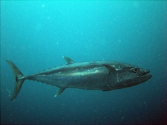 A tuna passes by; Dhigaa Thila, South Ari Atoll