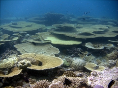 The coral garden near Kudhima Wreck is in pristine condition; South Ari Atoll
