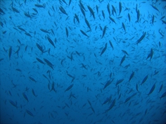 A school of hundreds of fish swarmed about us as we submerged at the Kuburu Thila, North Ari Atoll