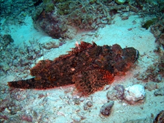 Scorpionfish swimming out in the open are a lot easier to spot; Hafusa Thila, North Ari Atoll